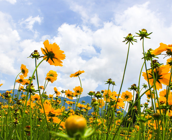 Silkfloras-Artificial-Blooming-Coreopsis-tinctoria-flowers