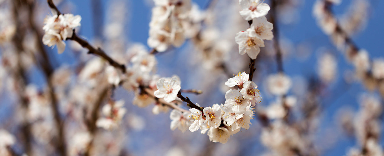 Silkfloras-Artificial-Flowers-Blooming-Cherry-Blossoms-banner