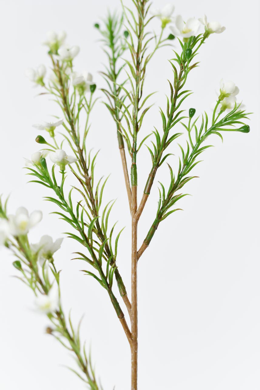 Life-like cream white Chimonanthus Praecox silk flowers, 24-inch artificial with bright green flower path