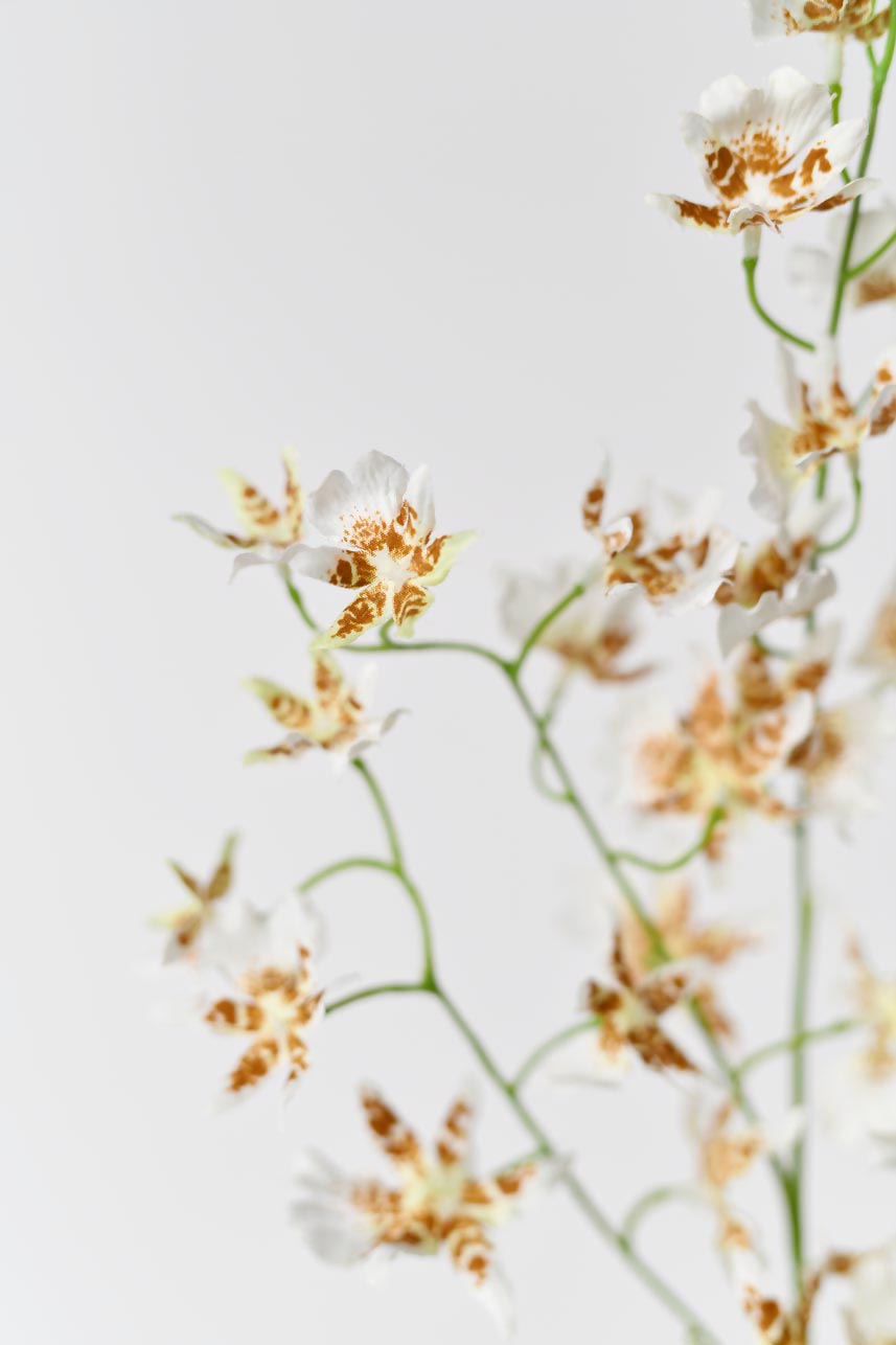 Realistic cream white oncidium silk flowers, 32 inches tall, with bright green flower path, providing a natural and refreshing touch to your decor.