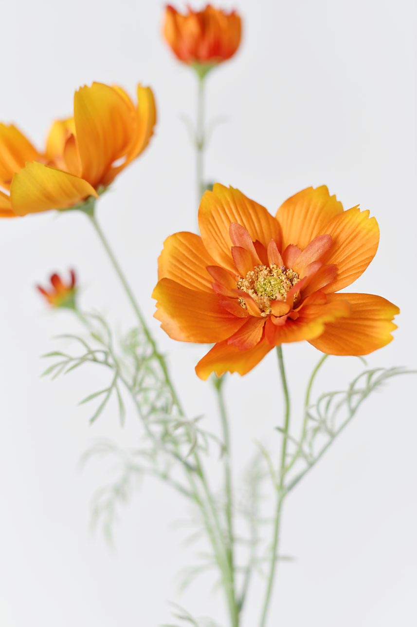 A close-up of orange Cosmos sulphureus blooms and buds, with intricate silk petals and lifelike detailing.