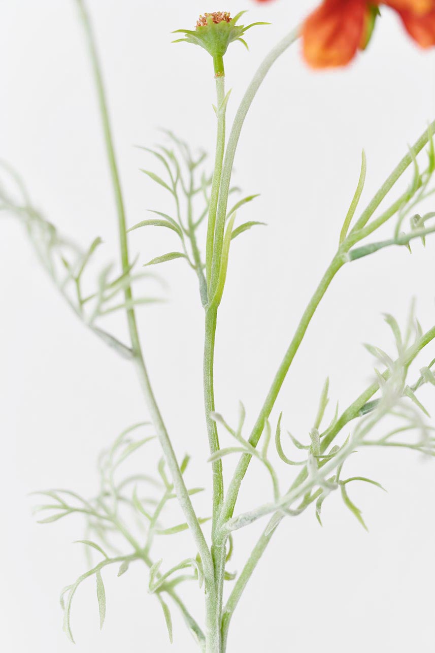 Artificial Scabiosa atropurpurea flowers with orange petals and stems, standing at 24 inches tall.
