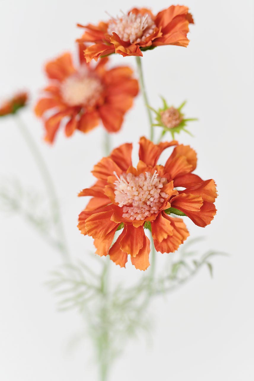 Faux Scabiosa atropurpurea flowers with real touch petals in orange and green.