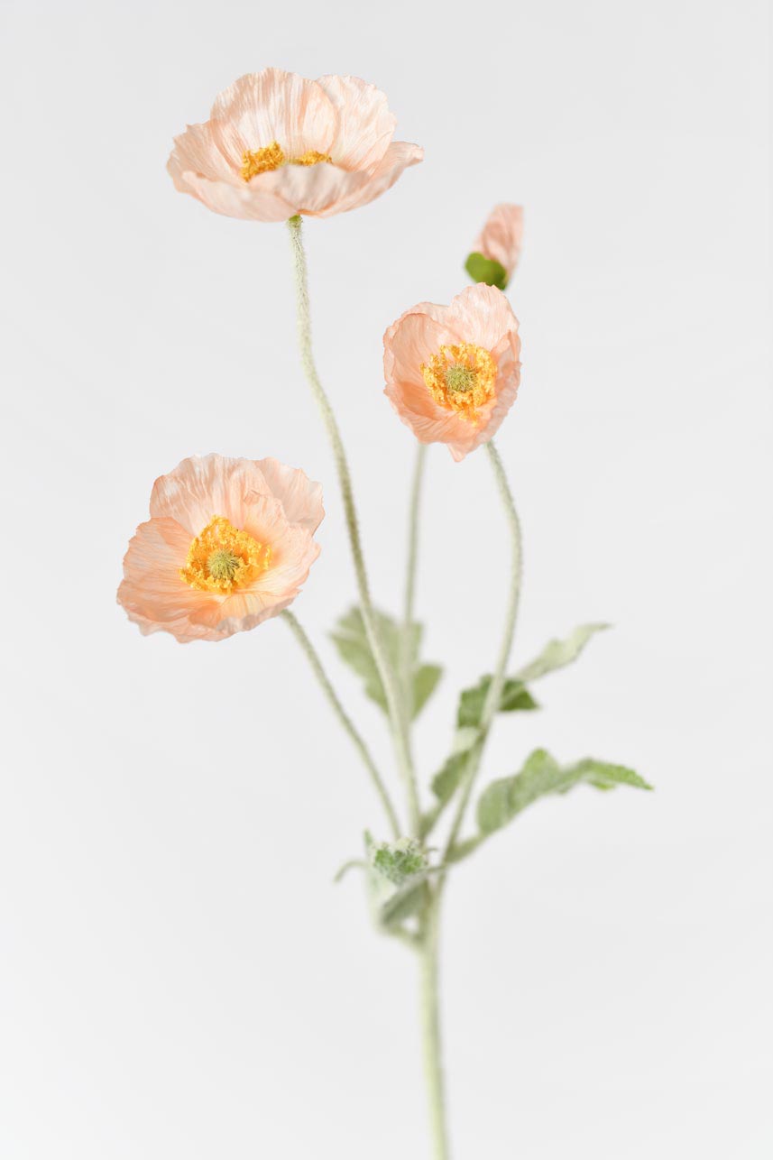 A beautiful and realistic-looking faux papaver rhoeas flower in coral pink with faux flocking stems. Perfect for home decoration or weddings.