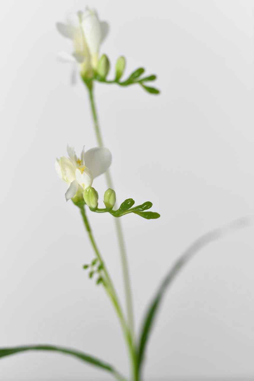 An artificial freesia flower in cream white color that looks like a real plant.