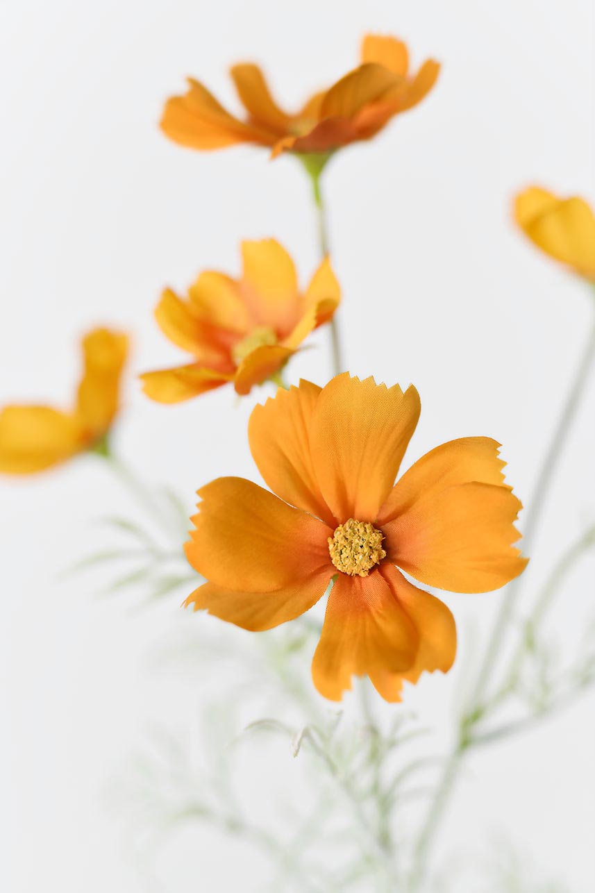 Faux orange Cosmos bipinnatus flowers with 5 big blooms, one small bloom, and lush green leaves.