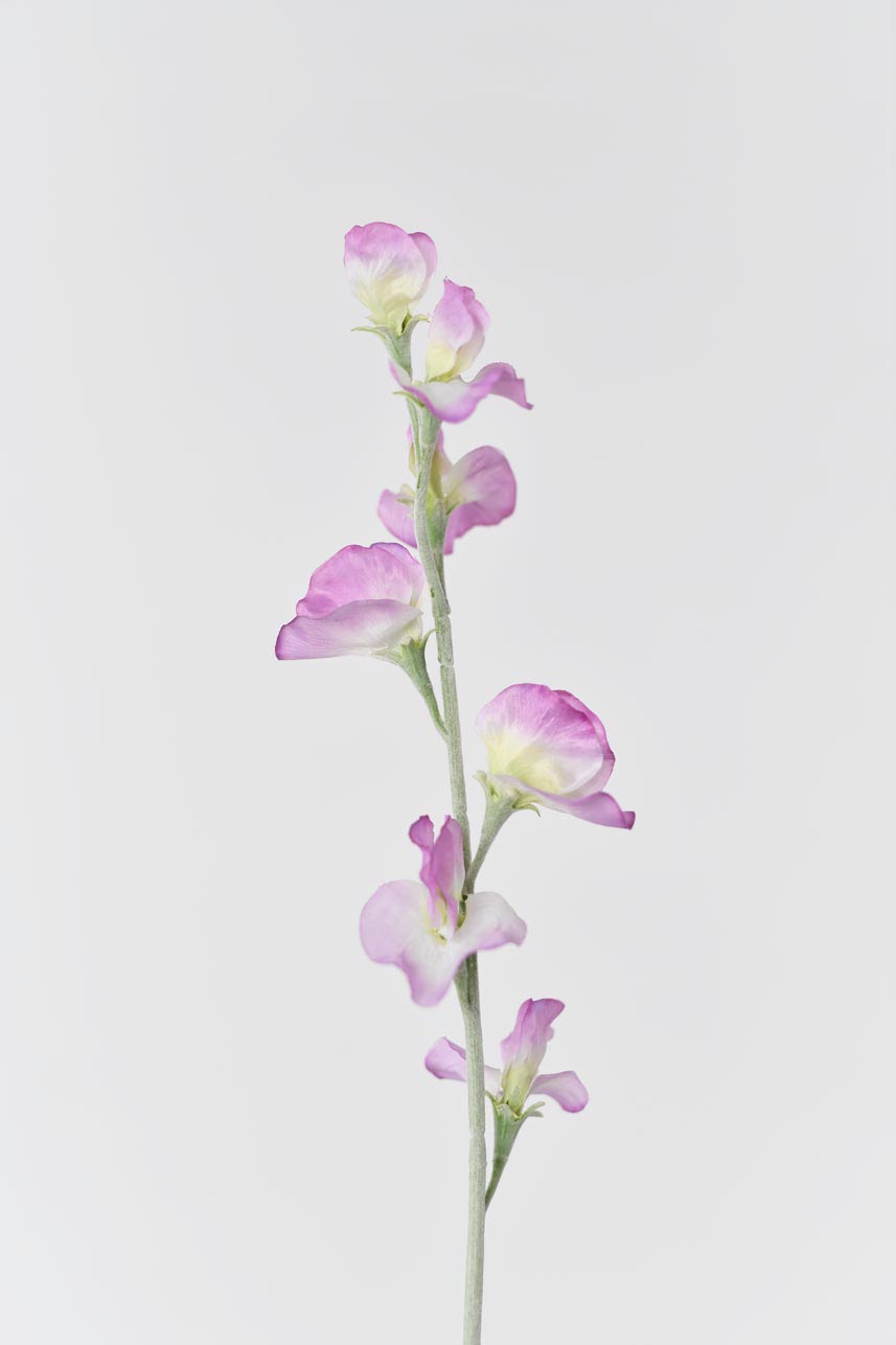 A light purple artificial lathyrus odoratus flower, standing at 24 inches in height.