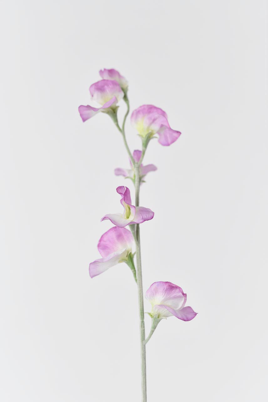 A bundle of light purple artificial lathyrus odoratus flowers, ideal for creating decorative floral arrangements.