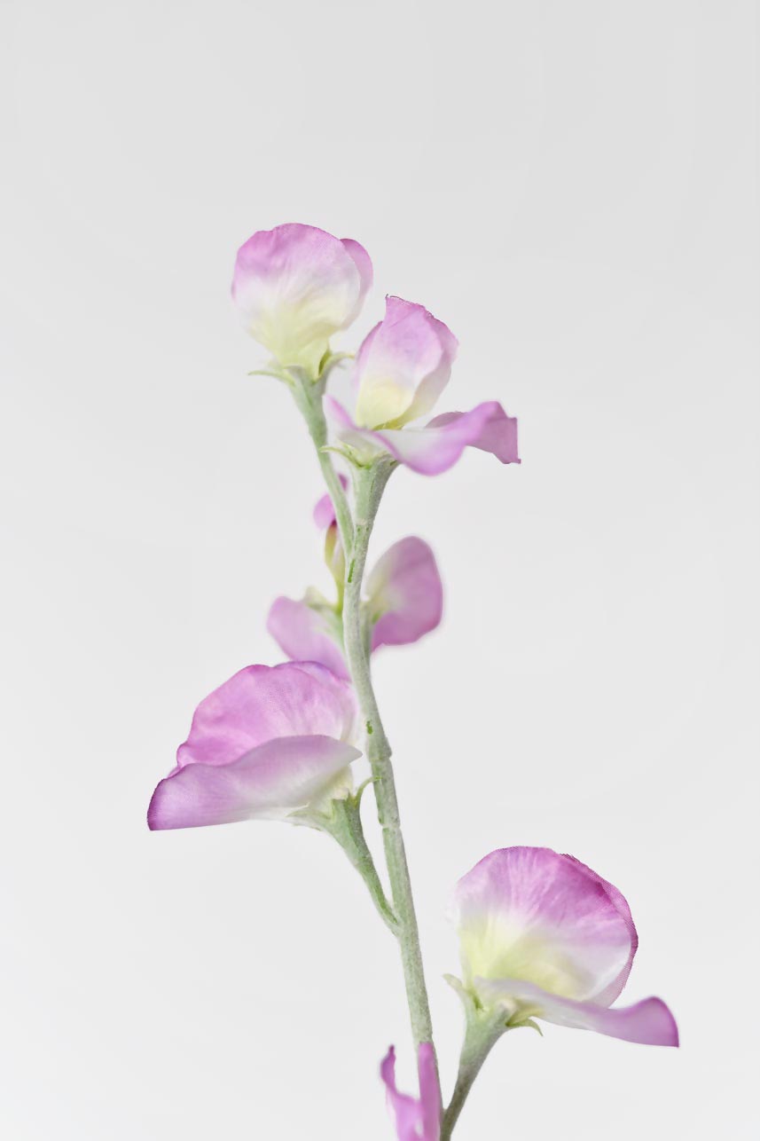 A set of artificial light purple Lathyrus odoratus flowers with flocking stems, perfect for creating beautiful arrangements or using in crafting projects. Stands at 24 inches in height.