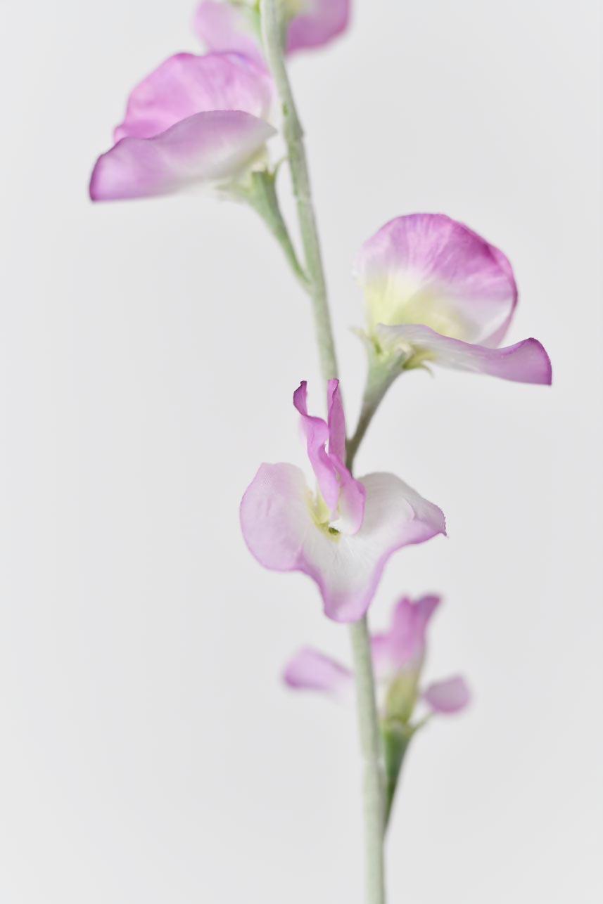 Real touch light purple lathyrus odoratus petals, perfect for adding a touch of elegance to any decoration or craft project.