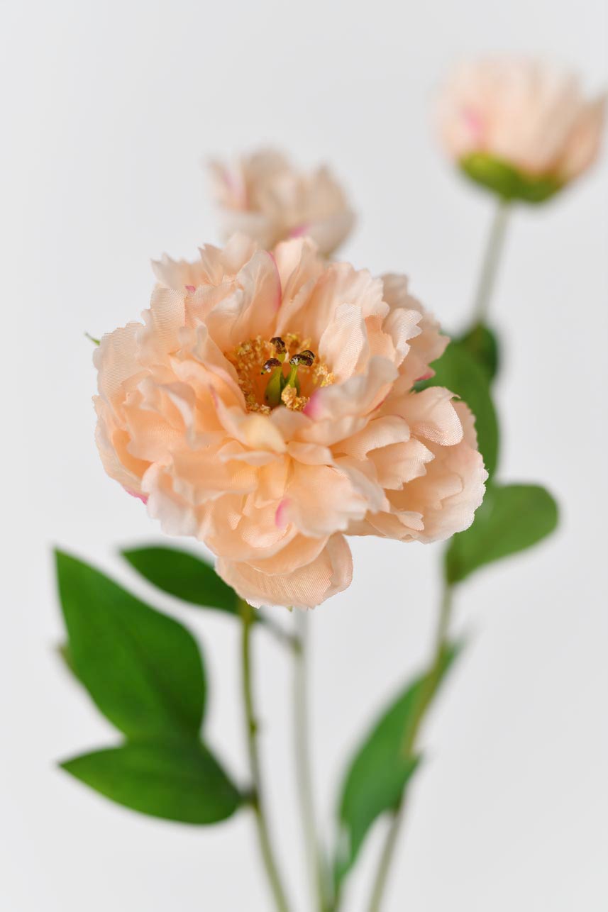Peach artificial peony flowers with a faux, realistic-looking appearance and 21-inch stems featuring floral wire stems