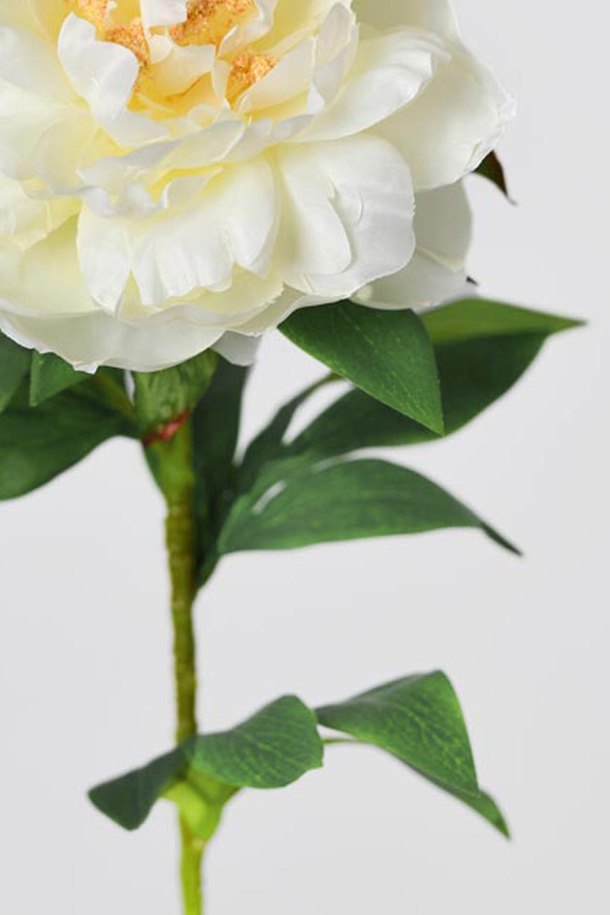 Detailed close-up of phoenix peony flowers&