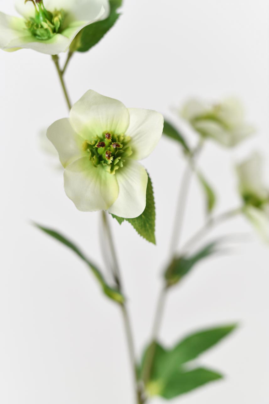 Faux Soft Green Helleborus Blossom Branch, 19 Inches Tall, with Realistic Fake Petals.