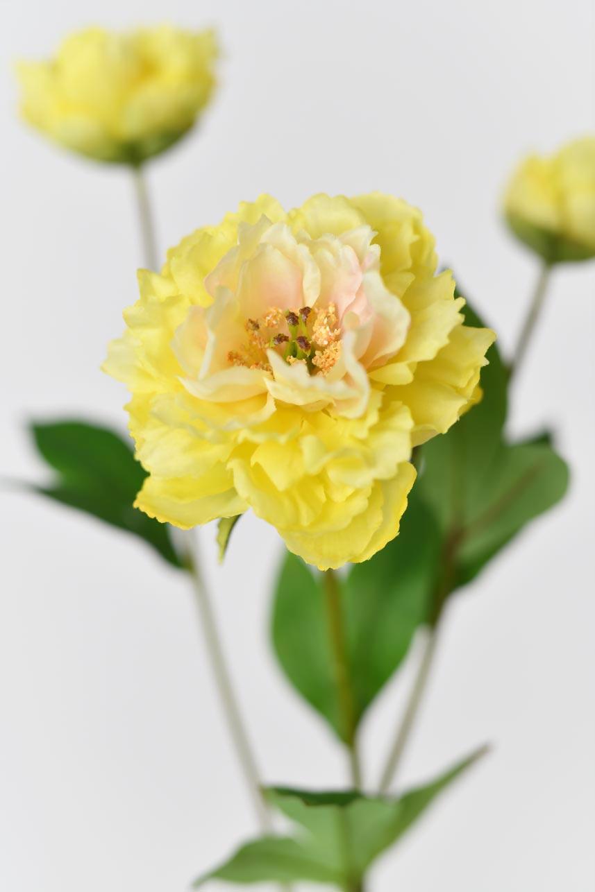 Soft yellow silk peony petals, perfect for adding a touch of elegance to any decoration or craft project.