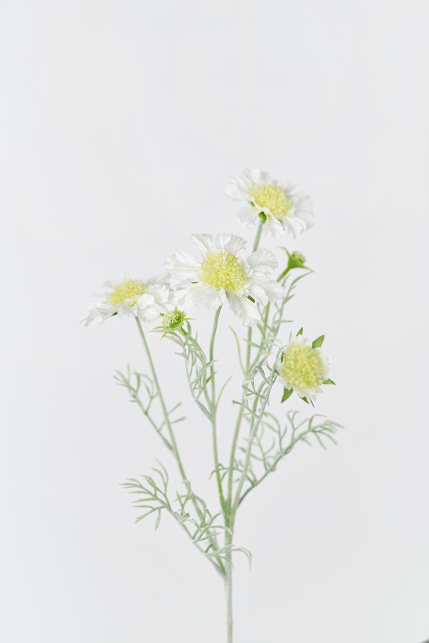 silk cream white scabiosa flowers featuring cream white scabiosa with 4 realistic blooms and green foliage.