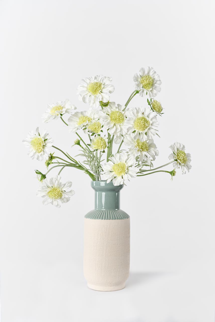 Cream white scabiosa silk flowers arranged in a vase, perfect for adding a soft, sophisticated touch to your decor.