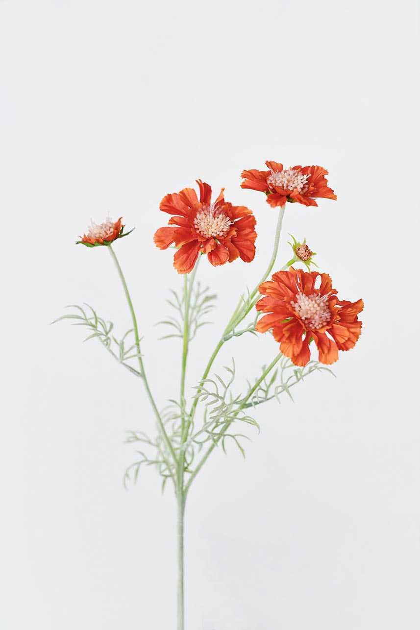 A bouquet of faux Scabiosa atropurpurea flowers in bright orange, standing at 24 inches tall.