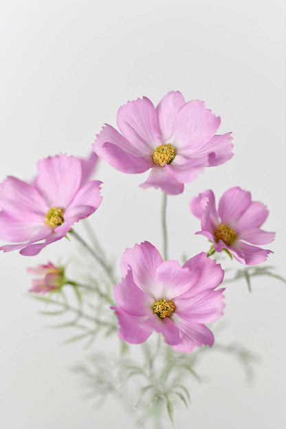 Artificial lavender pink cosmos flowers with 24-inch stems featuring fake flocking stems