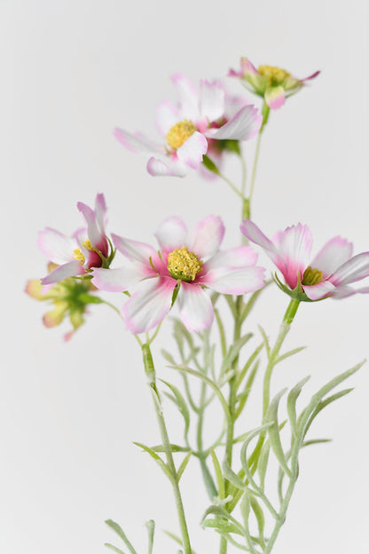 Realistic artificial pink-white cosmos with dark pink petals around yellow centers and gradual fade to paler pink tips.