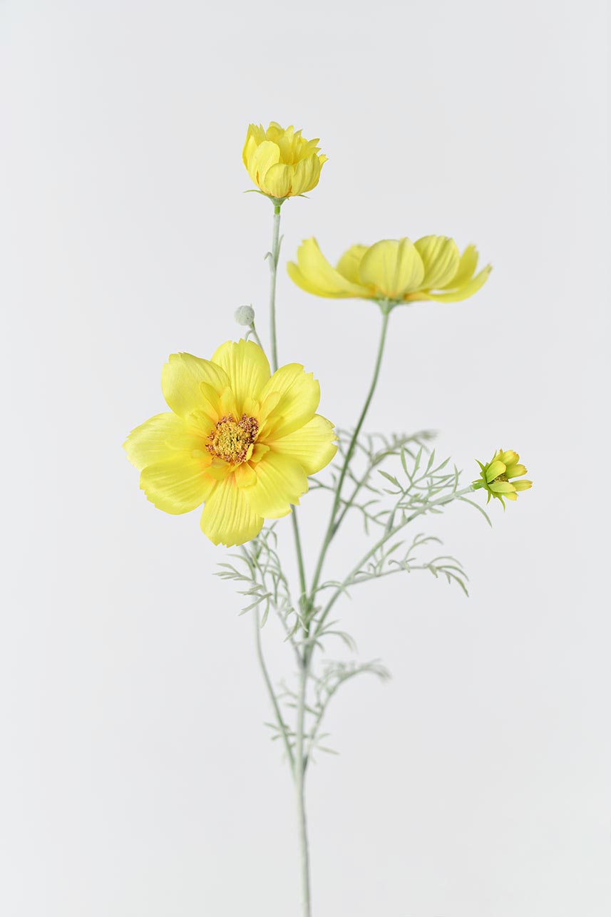 Faux yellow Cosmos sulphureus with 4 blooms and 2 buds