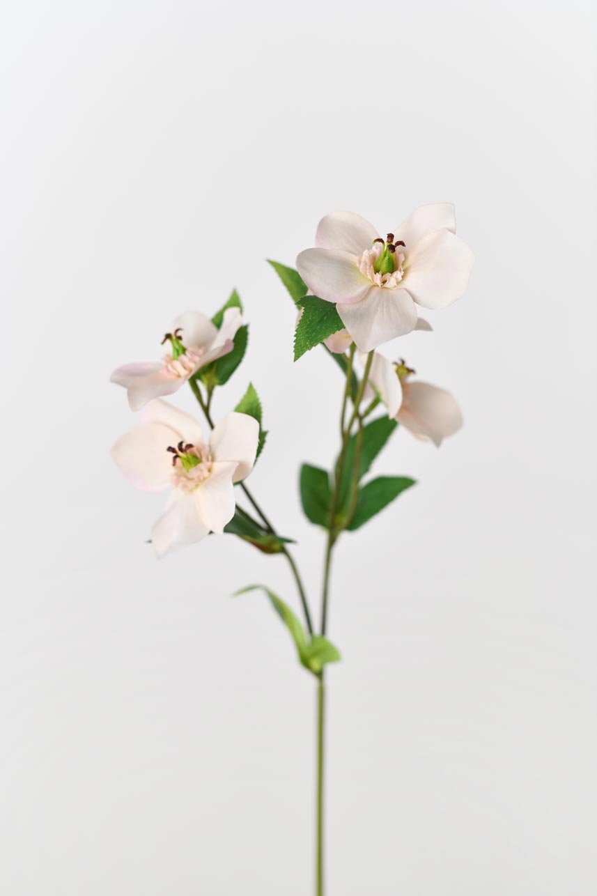 Silk peach-pink Helleborus flowers with 5 realistic blooms and green foliage.