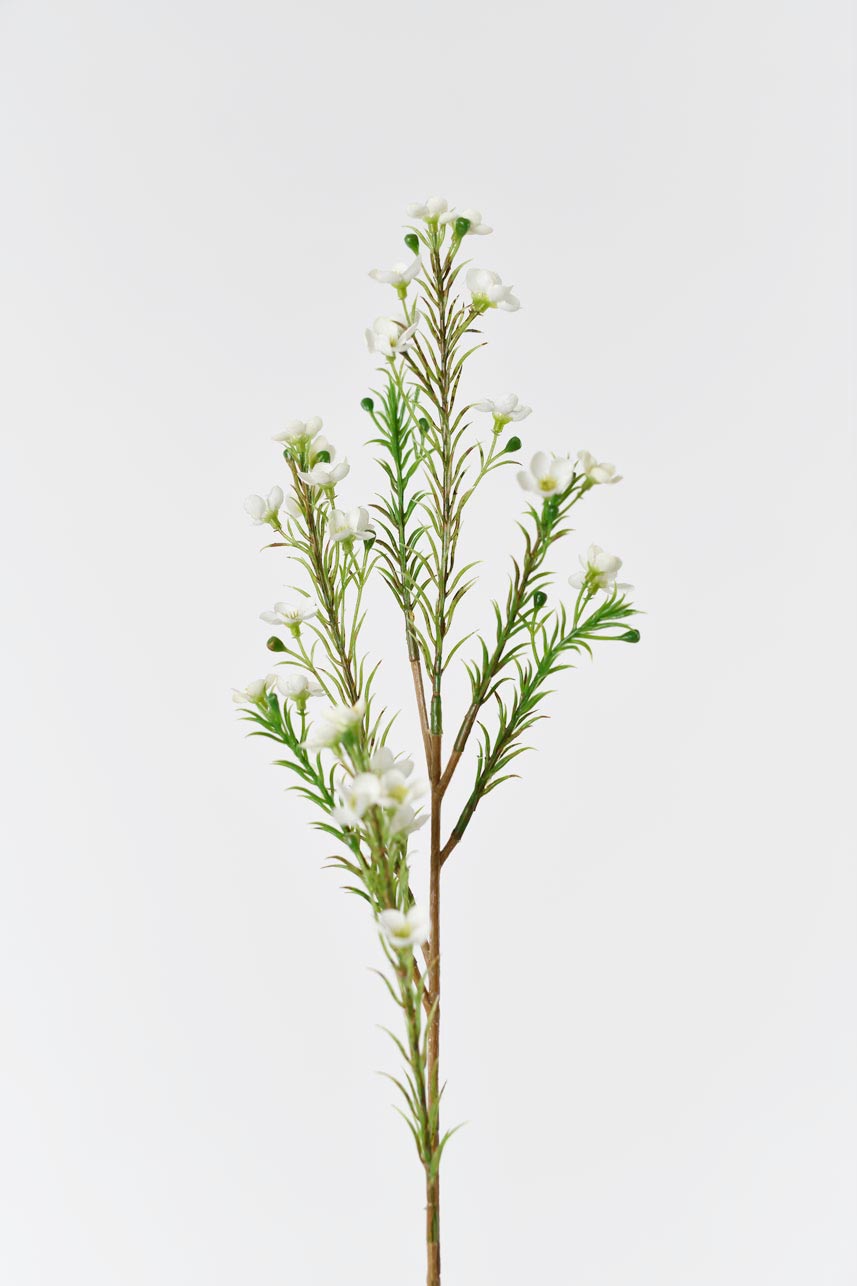 Cream white Chimonanthus Praecox flowers, 24-inch faux arrangement with realistic petals and textures