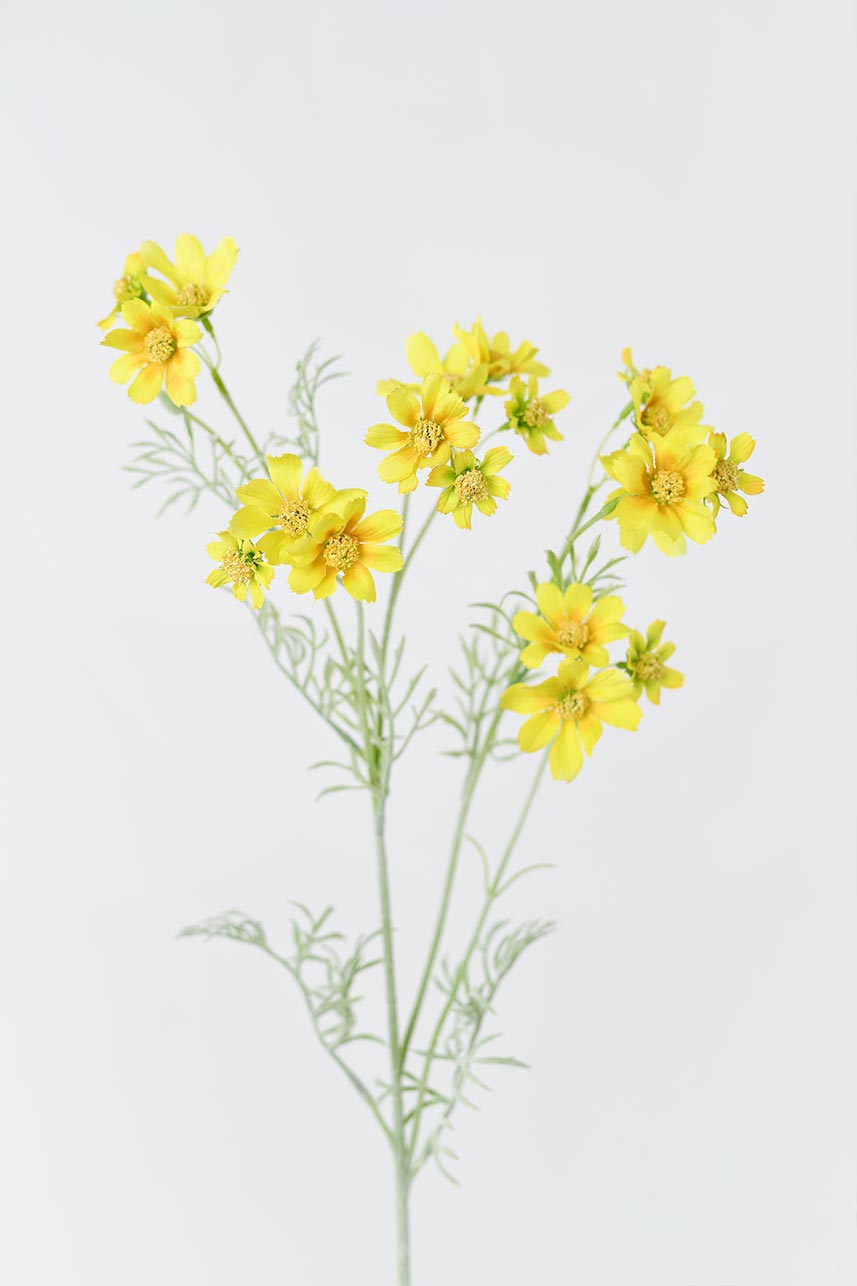 Faux yellow Cosmos flowers with 17 blooms, 2 budding flowers, and leaves, 32 inches high.
