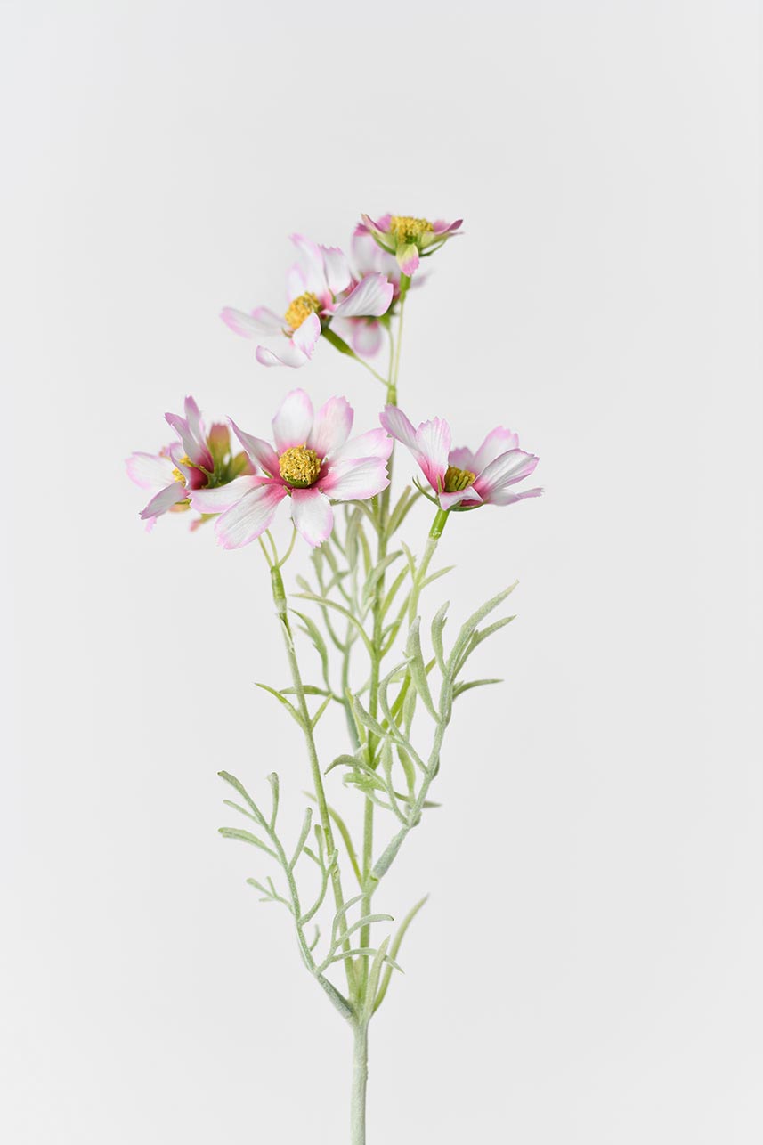 Beautiful silk pink-white cosmos flowers with realistic dark pink petals and gentle pale pink tips.