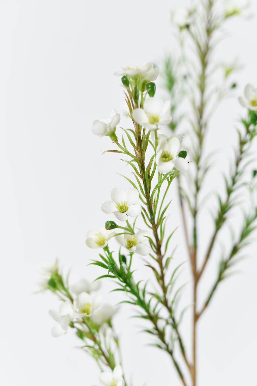 Realistic faux cream white Chimonanthus Praecox flowers, 24-inch with bright green flower path