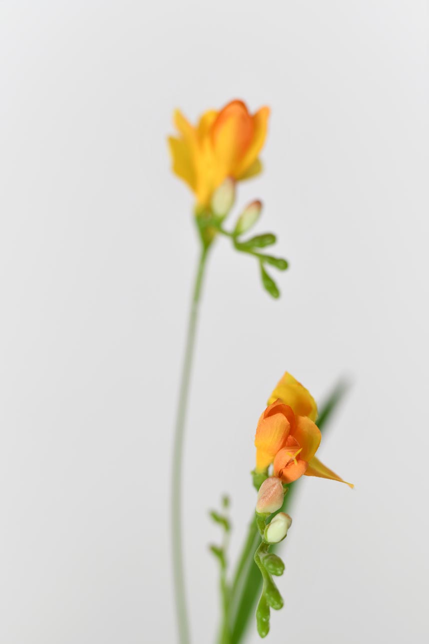 A lifelike and stunning faux freesia flower in orange color with faux stems that make it look like a real flower. Perfect for creating beautiful floral arrangements or adding a touch of elegance to any space.