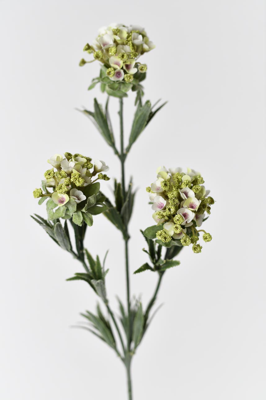 Realistic-looking faux sweet alyssum flowers in white with faux wire stems. Perfect for adding a touch of elegance and beauty to any space.