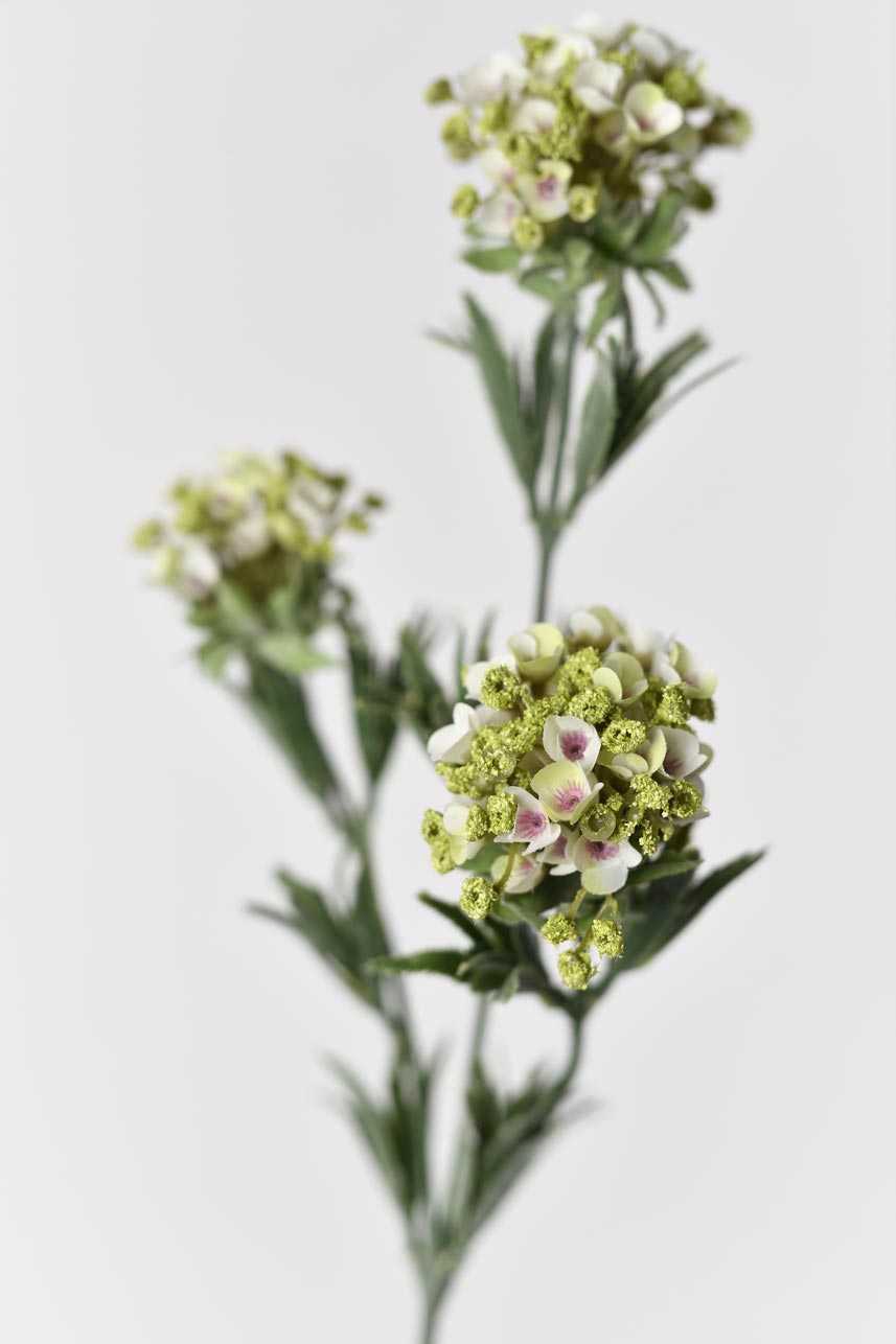 Faux flower stems with lifelike sweet alyssum flowers in white. Perfect for creating beautiful floral arrangements or adding a touch of elegance to any space.