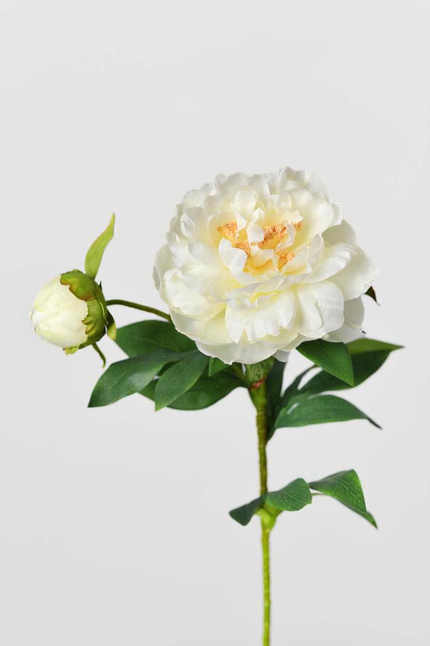 A detailed description of faux cream white phoenix peony Stem featuring five realistic petals surrounding yellow and green pistils.