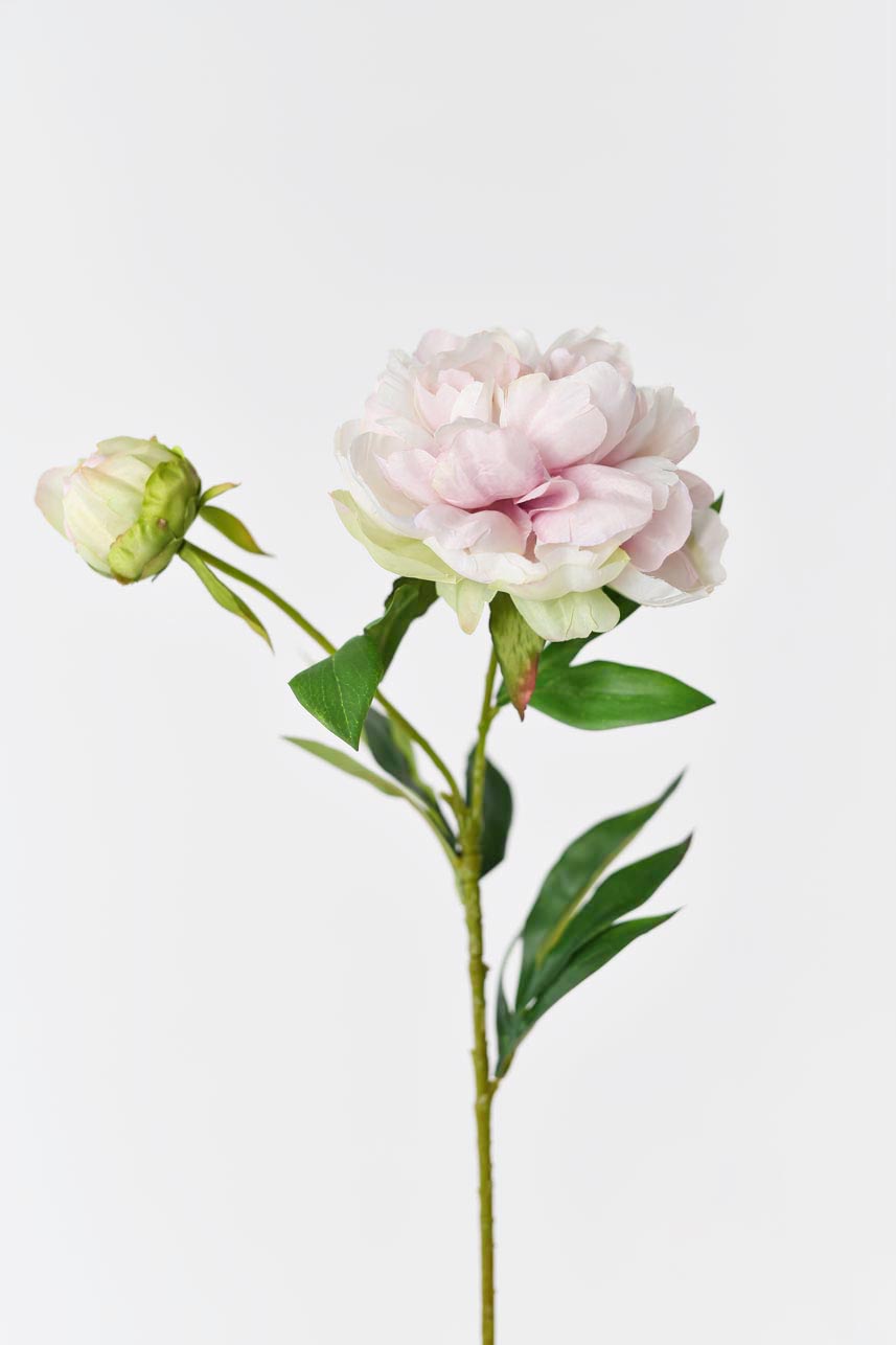 A beautiful silk Phoenix peony in pastel lavender, pink and cream colors with lifelike petals, long stems and green leaves. Perfect for home decor or special events.