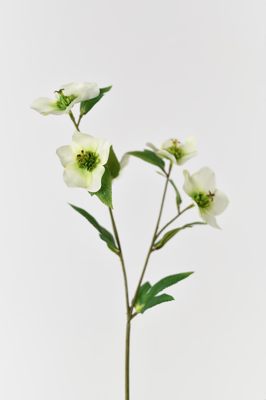 Soft Green Faux Helleborus Blossom Branch, 19 Inches Tall.